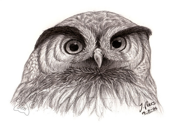 Little Owl
