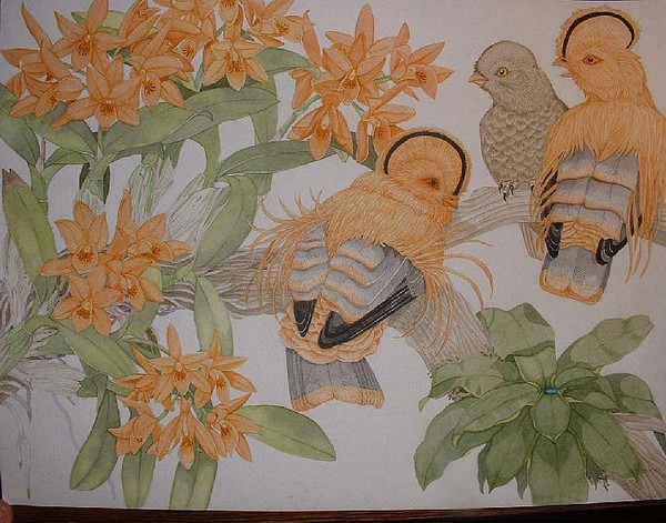 Cattleya aurantiaca and Guinean Cock-of-the-rock