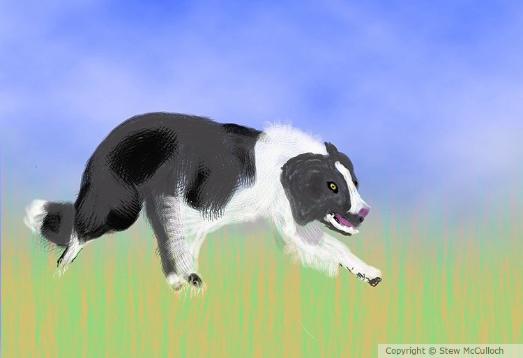 Sally's Collie Herding   P406