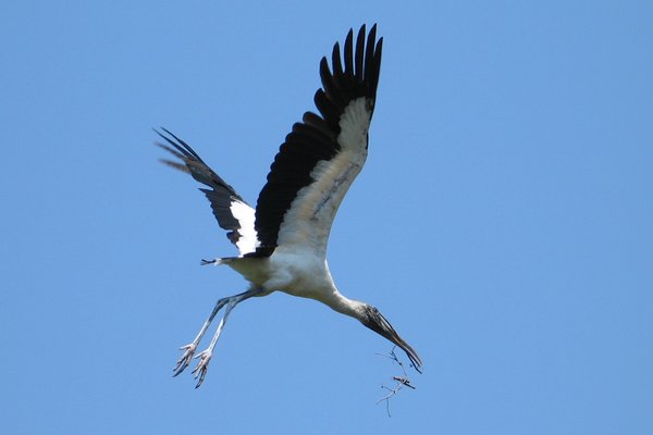 Wood Storks in flight