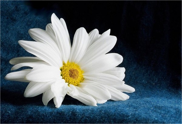 Daisies & Denim