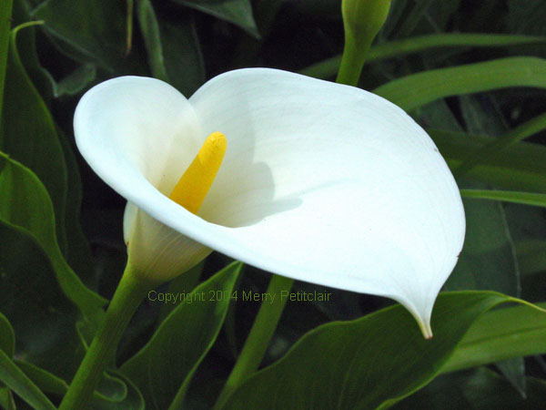 Calla Lily nbr1