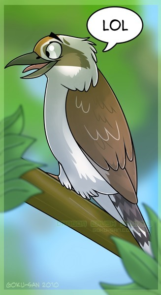 Laughing Kookaburra