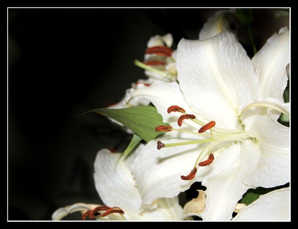 Lily