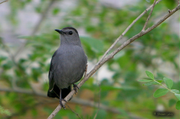 Gray Catbird