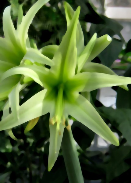 Tender Lilies (Two)