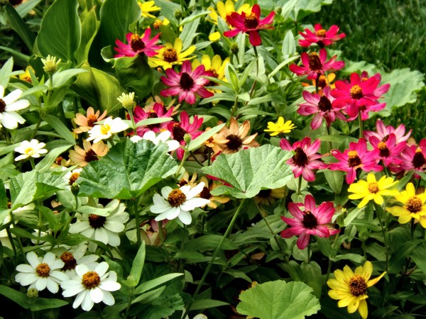 Garden Flowers In September