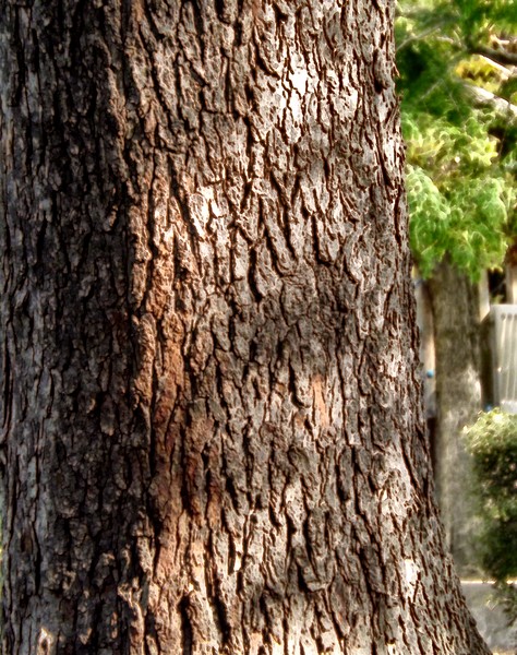 Tree Trunk Texture (Two)