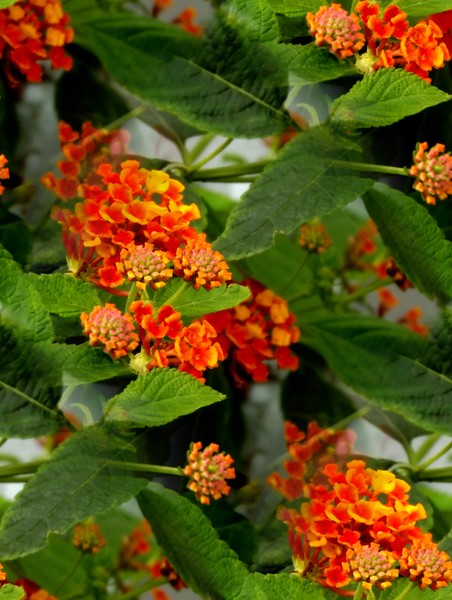 Colourful Little Flowers (Two)