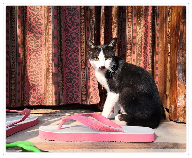 Cambodian Cat