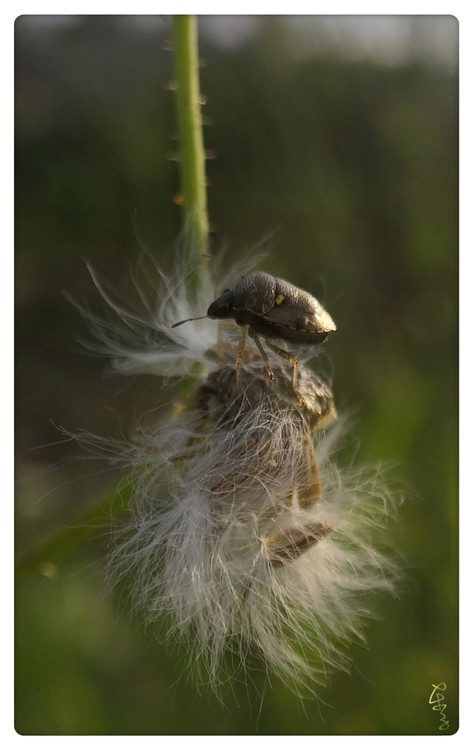 An Insect?