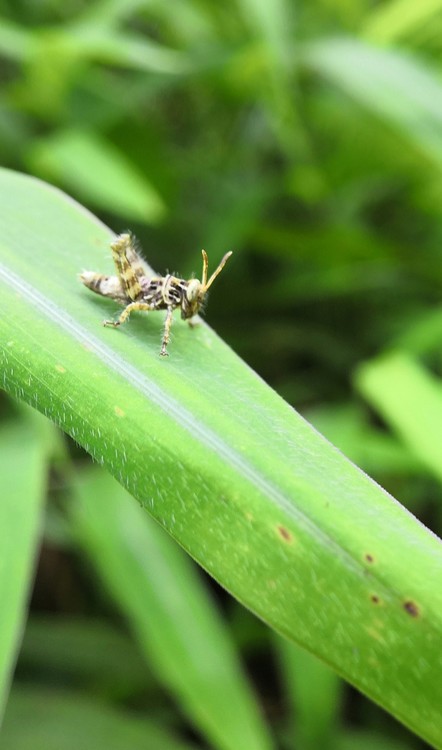 Nameless Insect
