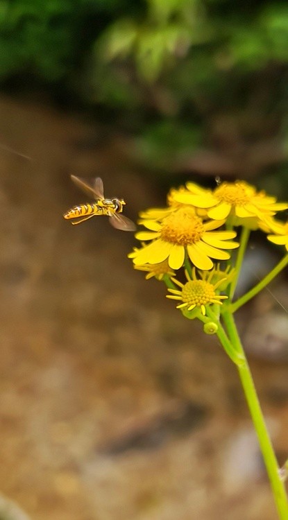 flying to flowers