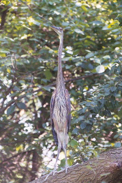Blue Herron