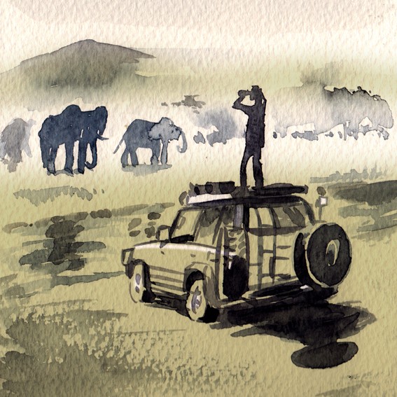 Safari