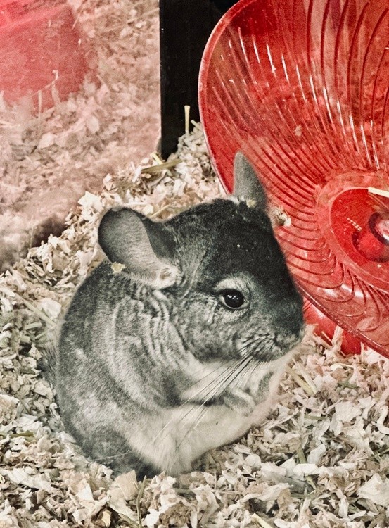 Grey and Red
