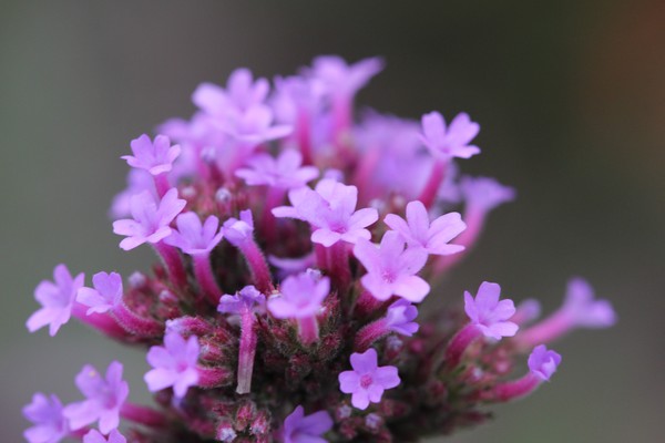 Purple blossom close up