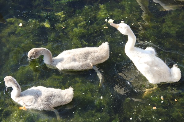 Albino cygnet/swanling and sibs