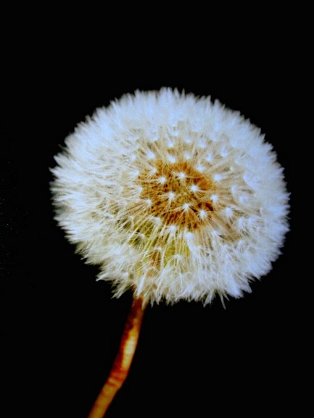 dandelionlight