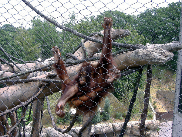 Chimp Gang Signs