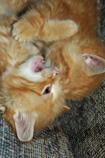 Play Fighting