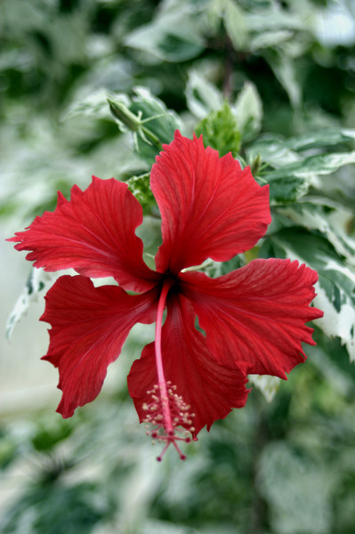 Hibiscus