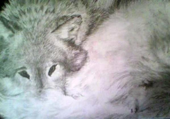 The White Wolf