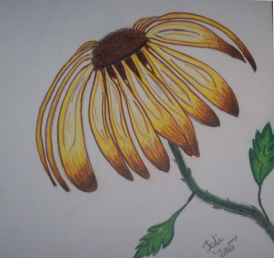Pencil Cornflower
