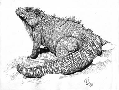 Ricord's Iguana