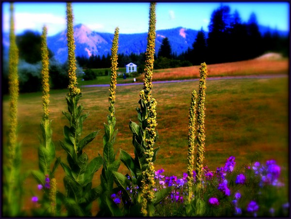 Oregon Landscape