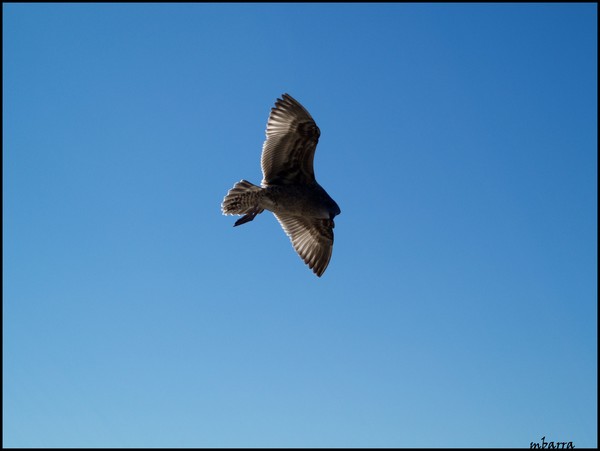 Wings on The Wind