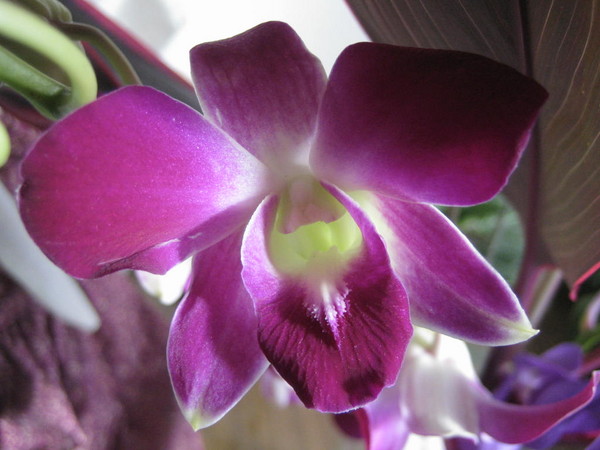 Beautiful Orchid