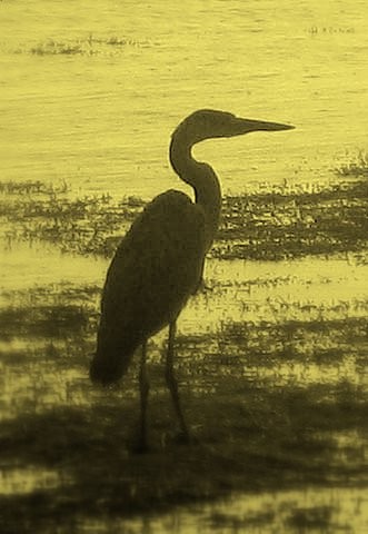 Heron