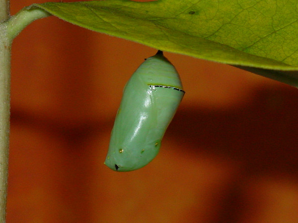 Monarch Chrysalis