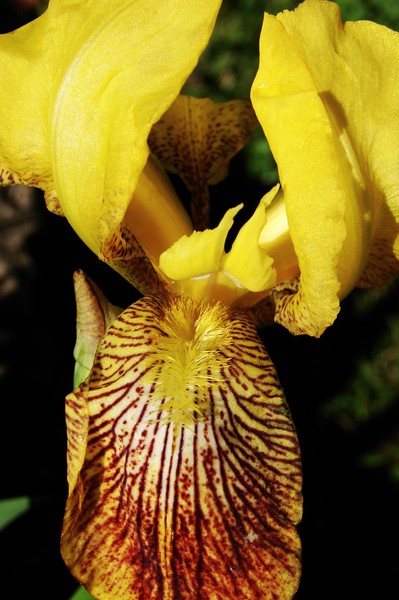 Yellow Iris