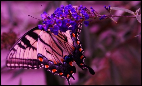 Monarch
