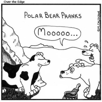 Polar Bears