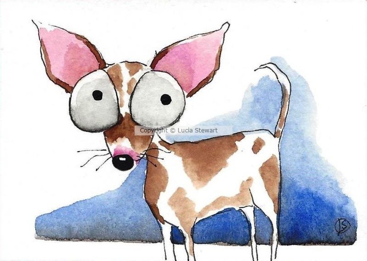 Chihuahua dogs 