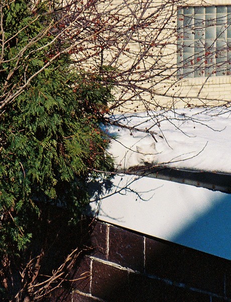 CAN YOU FIND THE CAT ?