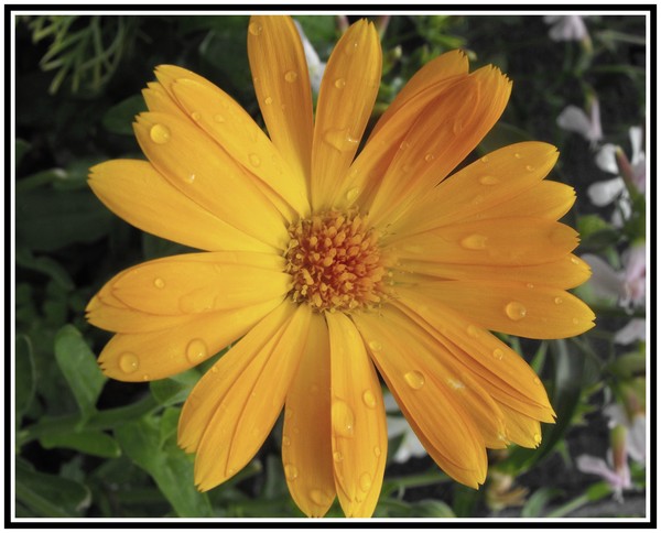 Orange And Bloom