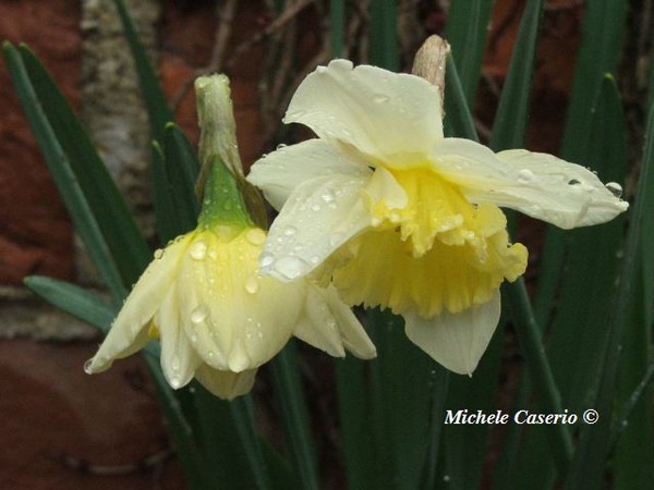 Flowers under the rain 