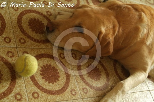 Dog's life