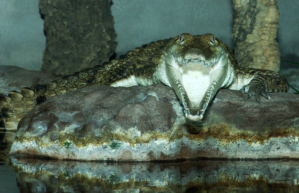 Crocodile
