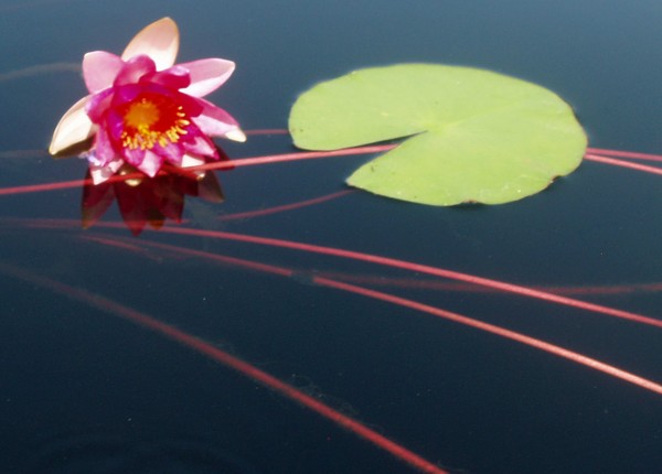 Flower5