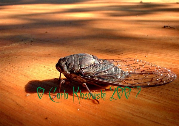 Cicada