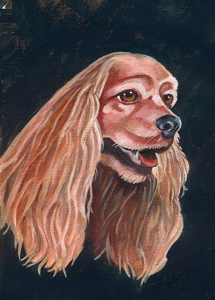 Cocker Spaniel