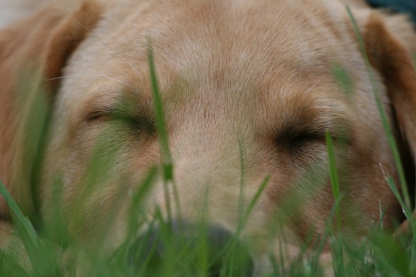 Puppy Dreams