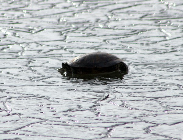 caught on the ice