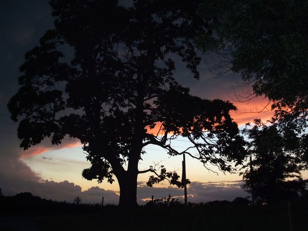 In the light stands the tree