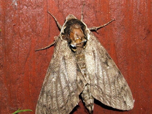 A Moth of a different color